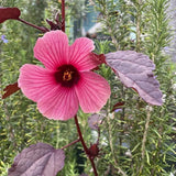 2 Hardy Hibiscus Plants Live, Hibiscus Flowers Plants Tree, 3 to 5Inc Long (Red Cranberry)