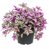 Nanouk Wandering Jew Live Plant, 4-7" Tall in Pot, Wandering Jew Plant Live, Vibrant Pink and Green Leaves, Decorative Foliage Houseplant
