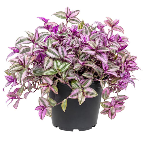 Nanouk Wandering Jew Live Plant, 4-7" Tall in Pot, Wandering Jew Plant Live, Vibrant Pink and Green Leaves, Decorative Foliage Houseplant