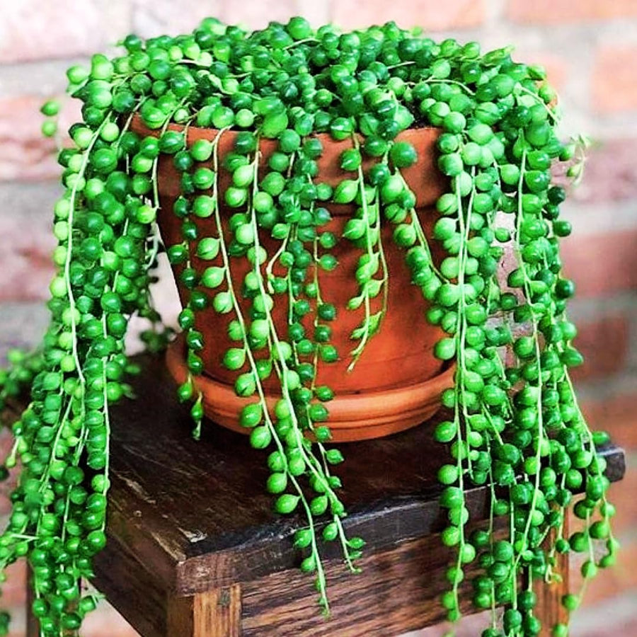 String Live Plants, Easy Indoor Trailing Succulent in 2.5" Pot, Hanging Succulent Houseplant Indoor Outdoor Planting (String of Pearls)
