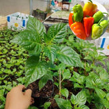 Set 2 Serrano Pepper Hot Plants Live, 90 Days Old Pepper, Bold Heat and Crisp, Fresh Flavor, No Pot