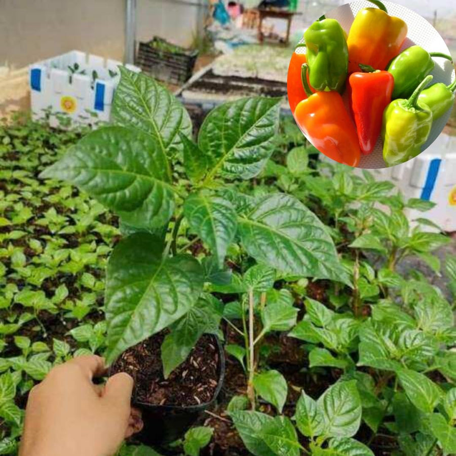 Set 2 Serrano Pepper Hot Plants Live, 90 Days Old Pepper, Bold Heat and Crisp, Fresh Flavor, No Pot