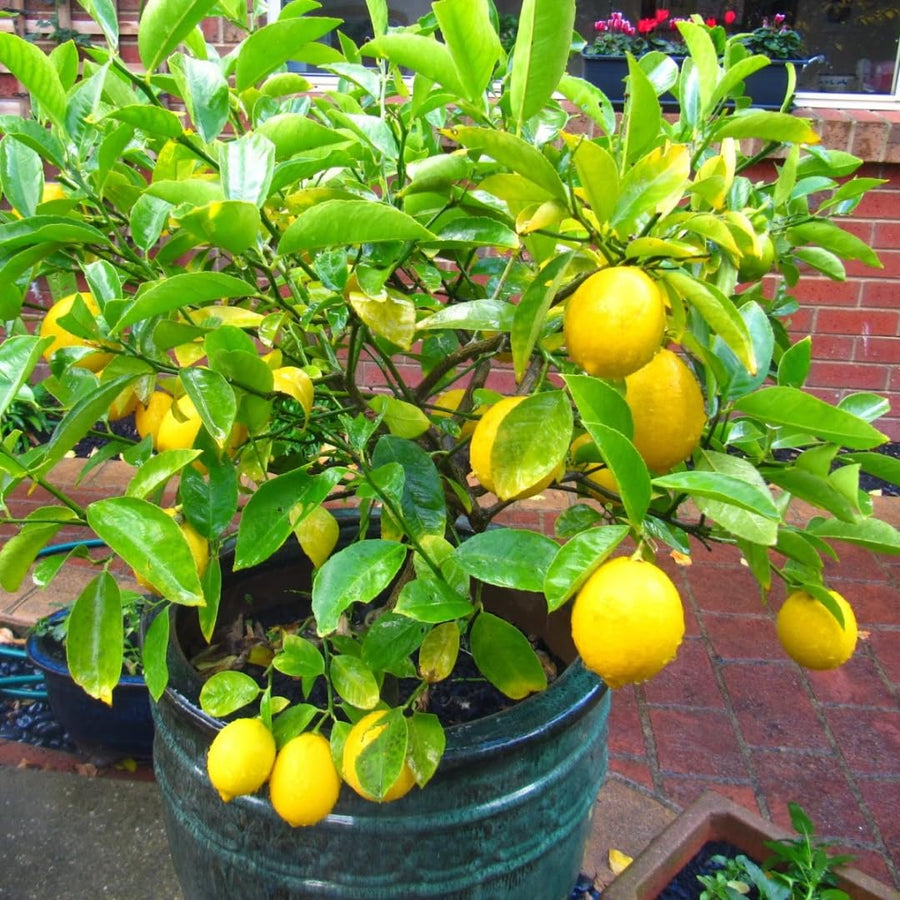 4 Months Old Meyer Yellow Lemon Tree Live Plant, Well-Rooted for Zones 9-11, 2-3 Inches Tall in 4 Inch Pot, Tropical Fruit Tree for Indoor or Outdoor Growing