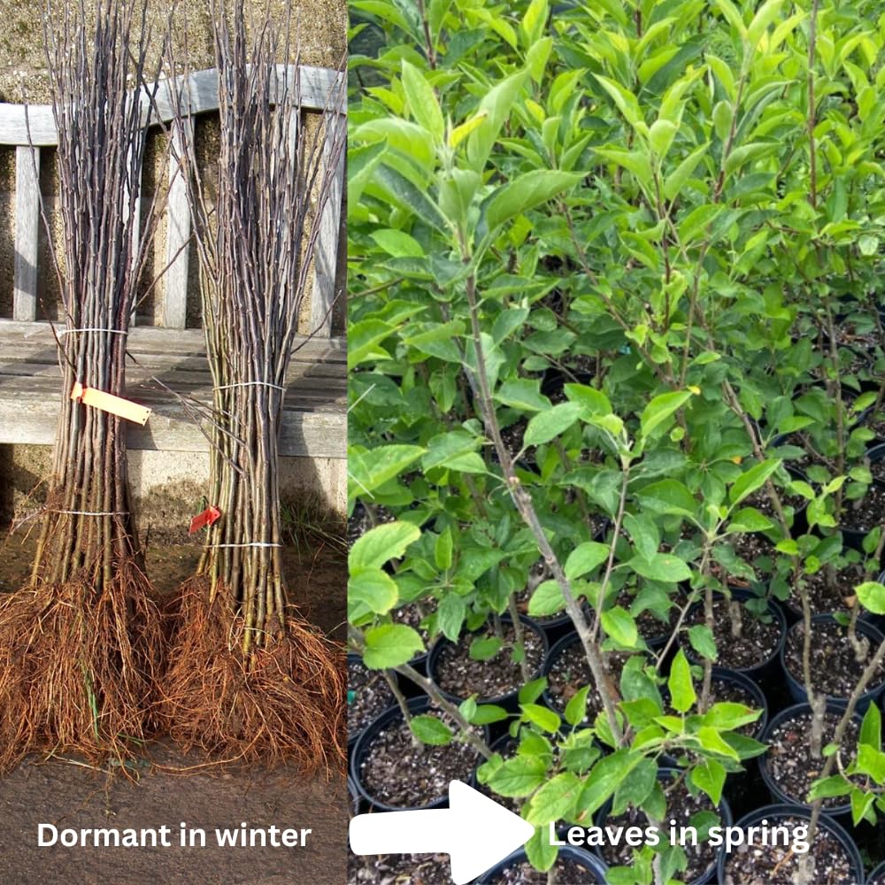 Yellow Apple Tree Live Plant, Sweet Apple Plant Live for Planting, 1.5-2 Feet Height, Live Apple Tree Plant, Sweet Apple Fruit Tree, Bareroot