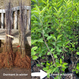 Green Apple Tree Live Plant, Sweet Apple Plant Live for Planting 2-3 Feet Tall, Gallon Pot, Live Apple Tree Plant, Apple Fruit Tree