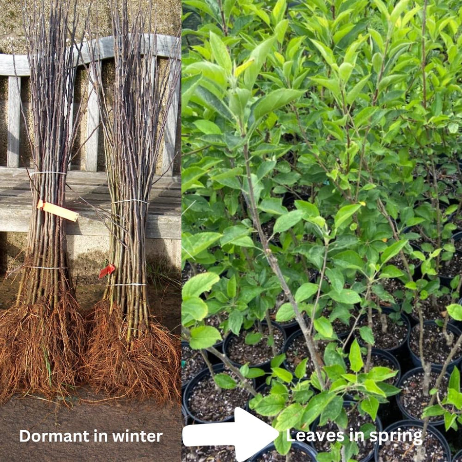 Winesap Apple Tree Live Plant, Deep Red Apple Plant Live for Planting 2-3 Feet Tall, Gallon Pot, Live Apple Tree Plant, Apple Fruit Tree Ready to Grow Your Garden