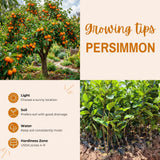Persimmon Tree Live Plant, Persimmon Tree, Quart Pot, 8-10 Inches Tall, Sweet Fruit Tree for Indoor Outdoor Growing