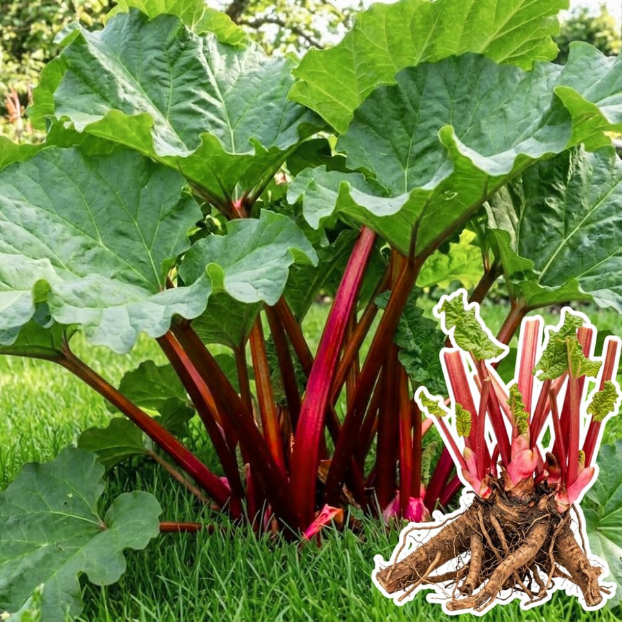 5 L Size Rhubarb Plants for Planting, Fast-Growing Rhubarb Crowns Root Division Plant, High Yield, Rich Flavor, Red Stalks