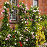 2 Mixed Mandevilla Live Plants, Mandevilla Flowering Vines Trellis, 7-11 Inch Tall Plants for Hanging Baskets, Container and Garden Growing