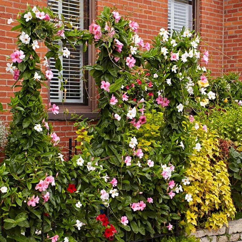 2 Mixed Mandevilla Live Plants, Mandevilla Flowering Vines Trellis, 7-11 Inch Tall Plants for Hanging Baskets, Container and Garden Growing