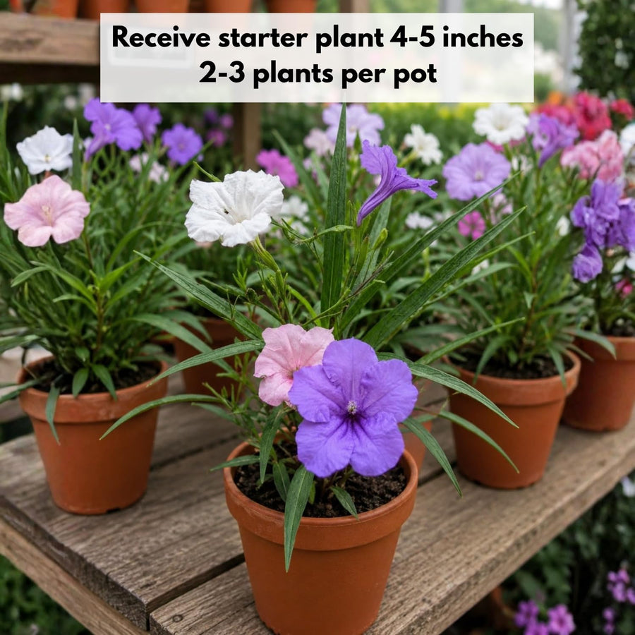 2 Mix Mexican Petunia Plants 4" Pot, Live Flowering Garden Plants for Patio, Containers and Backyard Landscaping, Hardy Outdoor Plant