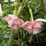 Fuchsia Plant, 3 to 4 Inch Tall Fuchsia Plants Live, Hanging Fuchsias Plants Well Rooted for Planting, Hardy Fuchsias Live Plants, Perennial, Colorful Flowers (Light Pink Flowers)