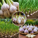 4 Large Solfneck Garlic Bulbs for Planting, Garlic for Planting, High-Yield Hardy Garlic for Garden