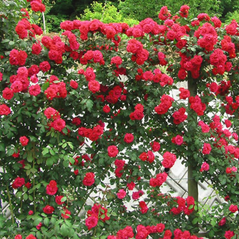 Climbing Bush Roses for Garden, Fragrant and Hardy Rose Plants for Outdoor Planting, No Pot, 5 to 9 Inc Tall Starter Plant Well-Rooted, Red Don Juan Blooms