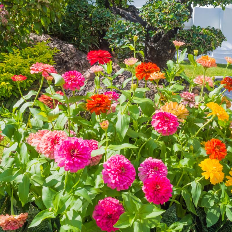 2 Mix Zinnia Plants Live, Zinnia Live Plants for Planting, Flower Plant Tree, 4 Inches Pot