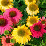Set 2 of Yellow Echinacea Plants Live, Coneflower Live Plant Flowering Gardening, 4 to 6 Inc Tall Live Plant Coneflower Plants Live