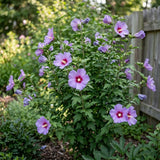 Purple Rose of Sharon Live Plant in Quart Pot, Althea Hibiscus Flowering Shrub for Outdoor Garden