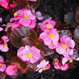 Begonias Plant Indoor, Begonia Plant Houseplant, Rare Begonias Live Plant 4 to 6 Inches Height No Pot (Red Brown Leaf)