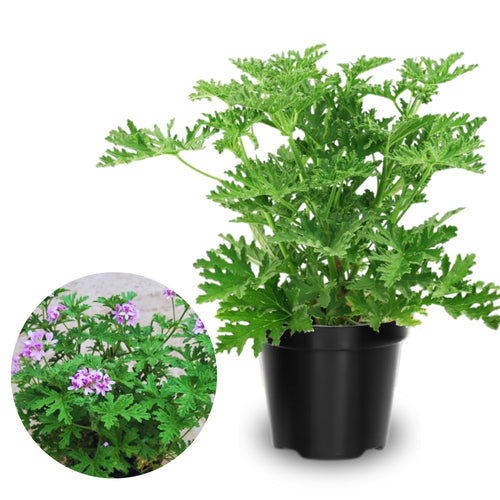 2 Live Citronella Plants for Outside, Citronella Geranium Plants Live, 4 to 6 Inc Tall