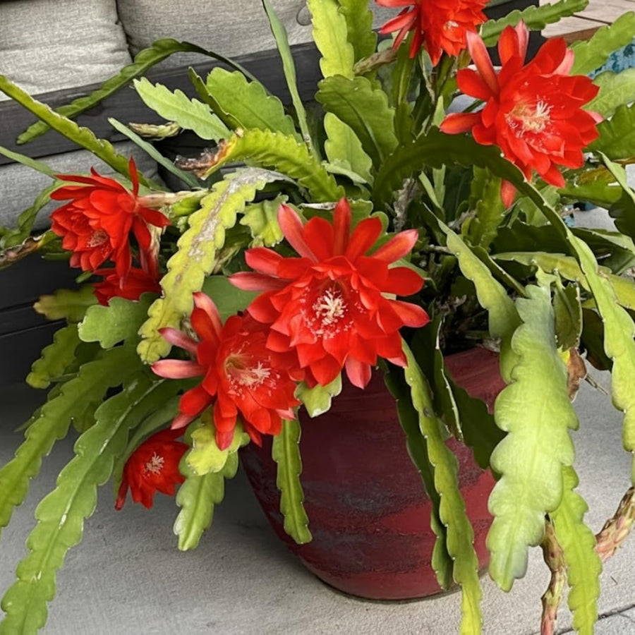 Orchid Cactus Plants in 4'' Pot, Epiphyllum Orchid Cactus Well Rooted 8-12'' Tall, Easy-Care Tropical Houseplant (Red Bloom)