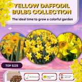 Set 30 Daffodil Bulls for Planting, Top Size Narcissus Flower Bulbs, Perennial Spring Flowers, Cold Hardy, Ideal for Gardens, Pots and Landscaping (Bright Yellow)