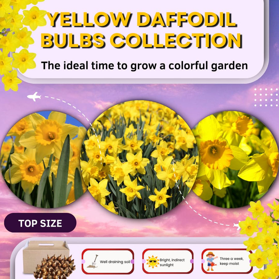 Set 30 Daffodil Bulls for Planting, Top Size Narcissus Flower Bulbs, Perennial Spring Flowers, Cold Hardy, Ideal for Gardens, Pots and Landscaping (Bright Yellow)