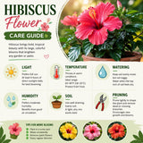 Set 2 Hardy Hibiscus Plants Live, Perennial Hibiscus Flower Trees 5-9 Inches, Outdoor Garden Planting - Pink Hibiscus