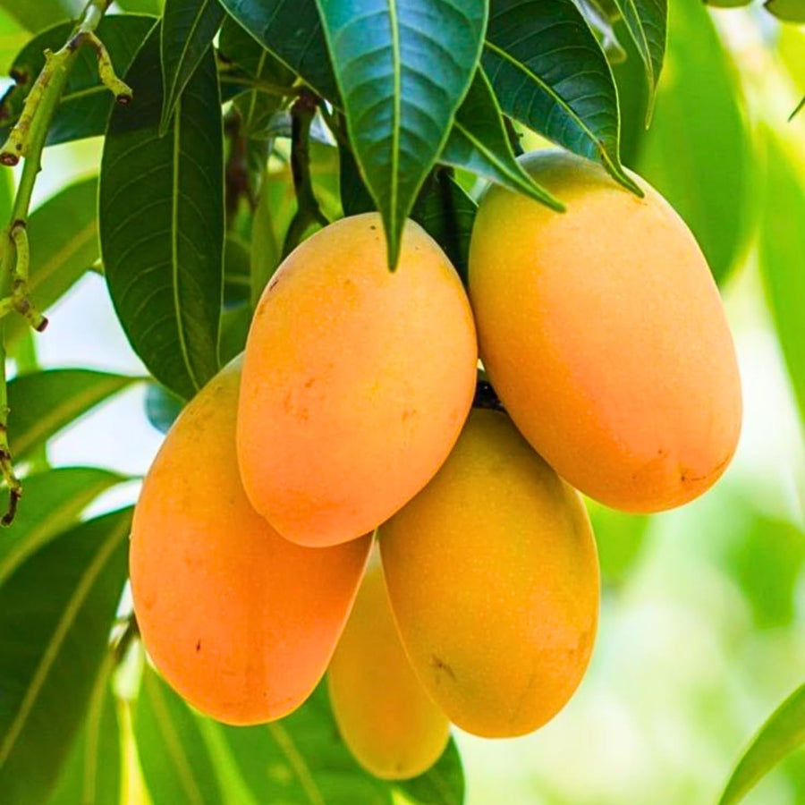 Sweet Mango Tree Live Plant, 22-26'' Tall in Gal Pot, High-Yielding Tropical Fruit Tree for Outdoor Garden Planting