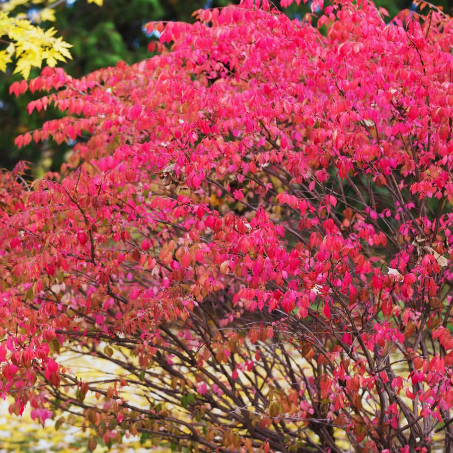 10 Burning Bush Bare Roots, Red Burning Bush Rooted Cuttings, 4 to 6 Inches Tall, Hardy Shrub Plant, Ready to Plant