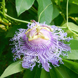 Light Purple Passion Flower Plant - Light Purple Passion Flower Vine Live Plant - Size 5 to 7 Inch Tall, Passiflora Flowers Starter Plant, Without Pot
