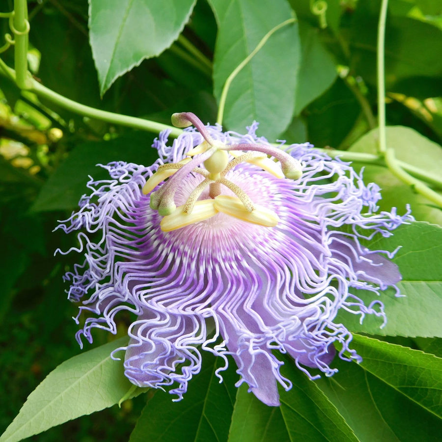 Light Purple Passion Flower Plant - Light Purple Passion Flower Vine Live Plant - Size 5 to 7 Inch Tall, Passiflora Flowers Starter Plant, Without Pot