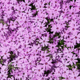 Set 2 Pink Creeping Phlox Live Plants, Creeping Phlox Plants Perennial, Groundcover Hardy Flower Plants for Growing Outdoor, No Pot, Size 4 Inch Pot