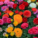 60 Mix Spring Flower Bulbs for Fall Planting, Colorful Flower Bulbs Perennial Outdoor, Top Size Bulb for Garden