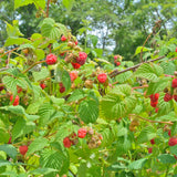 2 Raspberry Plants Live for Planting, 5 to 7 Inc Long, Raspberry Bushes Live Plants Outdoor Growing, No Pot