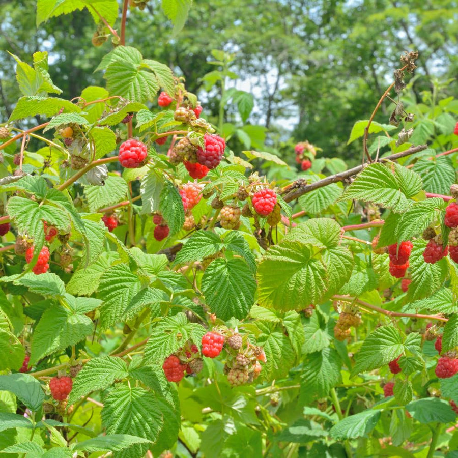 2 Raspberry Plants Live for Planting, 5 to 7 Inc Long, Raspberry Bushes Live Plants Outdoor Growing, No Pot