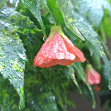2 Abutilon Plants Live 5-8 Inches Tall - Abutilon Lantern Trailing Hanging Flower Vine Perfect for Enhancing Your Indoor Outdoor Garden (Variegated Apricot)