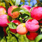2 American Plum Trees Live Plants, 12 to 18 Inc Tall, Bareroots Dormant, Plum Plants Live for Planting, Sweet Plum Trees Plants