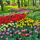 Set of 10 Tulip Bulbs, Live Mix Tulips, Spring Blooming Flower Bulbs for Garden Planting