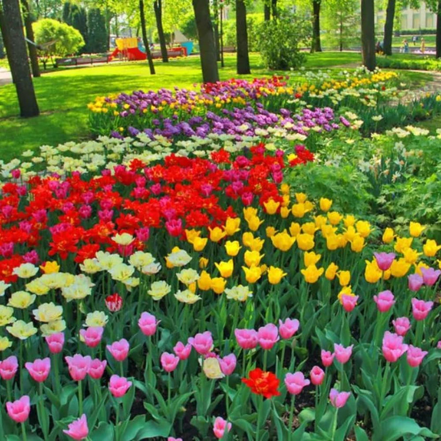 Set of 10 Tulip Bulbs, Live Mix Tulips, Spring Blooming Flower Bulbs for Garden Planting