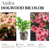 Live Dogwood Bicolor Azalea Plant, Cold Hardy Azalea Plant, Reblooming Flowering Azalea Shrub, Rhododendron Like, Azalea Bush for Outdoor Gardening