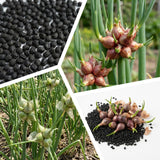 Set of 100 Walking Onion Seeds, Walking Onion Seeds for Planting, Hardy Perennial Vegetable for Pation, Indoor Outdoor Garden