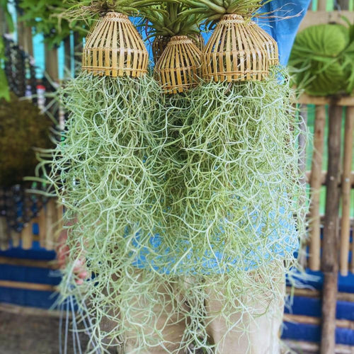 Spanish Moss Tillandsia Air Plants, Spanish Moss Plant Live, 1 to 2 Feet Long, Succulent Plants Live for Gardening Indoor Outdoor