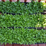 Culantro Plant Live, Culinary Herb Live Plant, 4 Inches Tall in 3.5 Inch Pot, Perennial Garden Beds