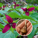 Set of 5 Red Trillium Bulbs, Large Bulbs, Trillium Bulbs for Planting, Trillium Bulbs Bulk for Garden, Trillium Flower Bulbs, Ready to Plant