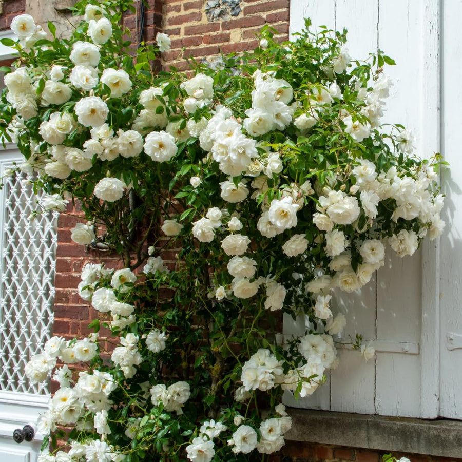 White Climbing Rose Live Plant, Stater Plant 5 to 9 Inches in Tall, No Pot, Climber