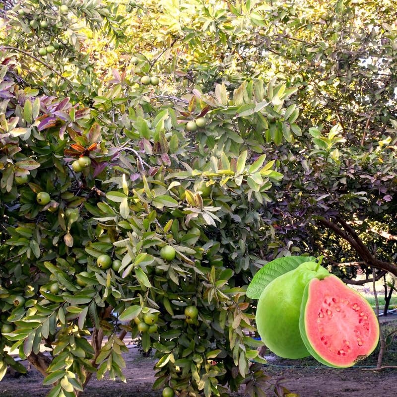 02 Sweet Pink Guava Trees Plants Live, Pink Guava Seedlings Tree Fruit Plant, 4 to 9 Inc Tall