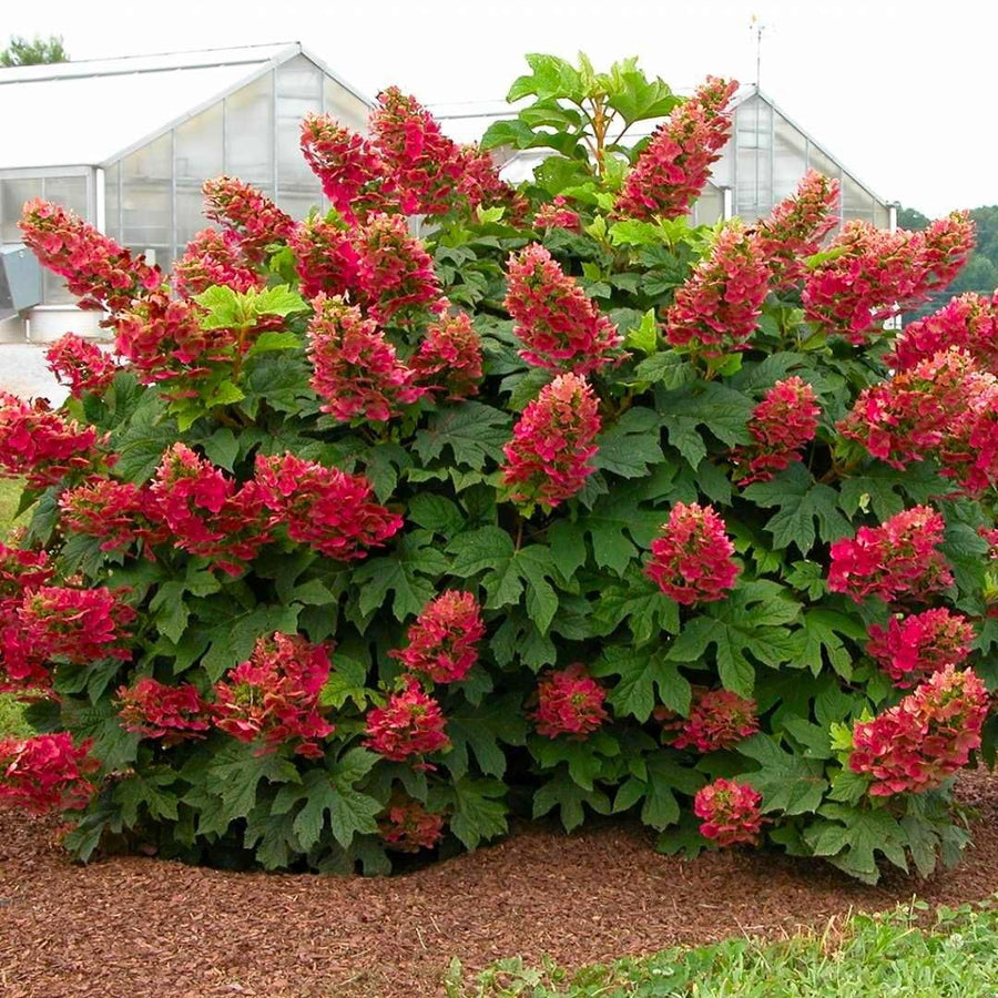 Ruby Slipper Hydrangea Plant Live Tree, Rare Color, 4" Pot, Perennial and Hardy Blooming Shrub for Garden Spring Planting