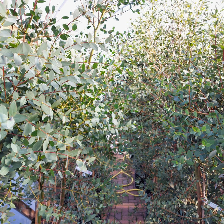 Eucalyptus Plant Live Tree in 2.5" Pot, Cold Hardy, Very Fragrant Foliage, Colorful, Ready to Grow Outdoor (Parvifolia)