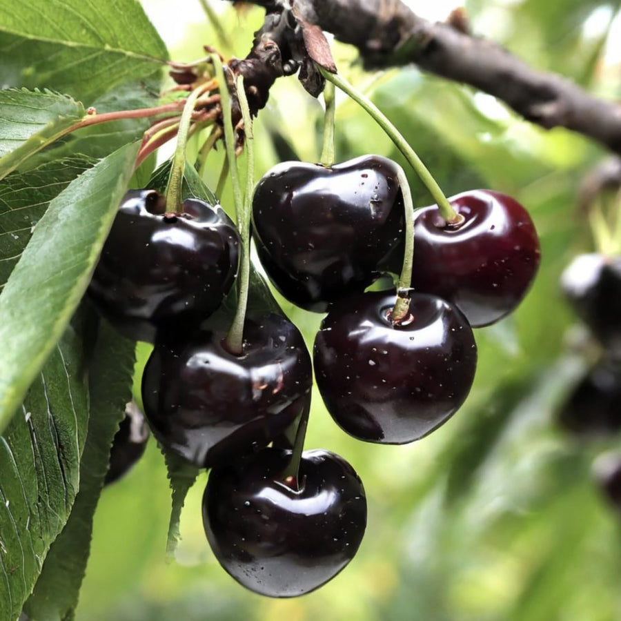 2 Wild Black Cherry Trees Live Plant for Planting, Sweet Cherry Plant Live Fruit Tree, 12-18" Tall Tall, Large Dark Cherry Tree Plant, Dormant Bareroot No Leaves