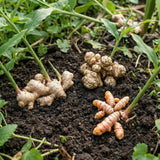 Set 3 Ginger, Jerusalem Artichoke and Turmeric Rhizomes for Garden Planting, Fresh Heirloom Roots for Gardens, Ready to Plant